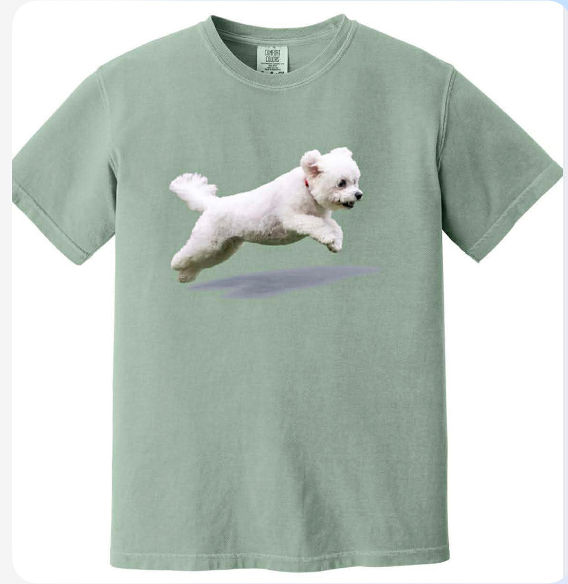 Bichon Jumping