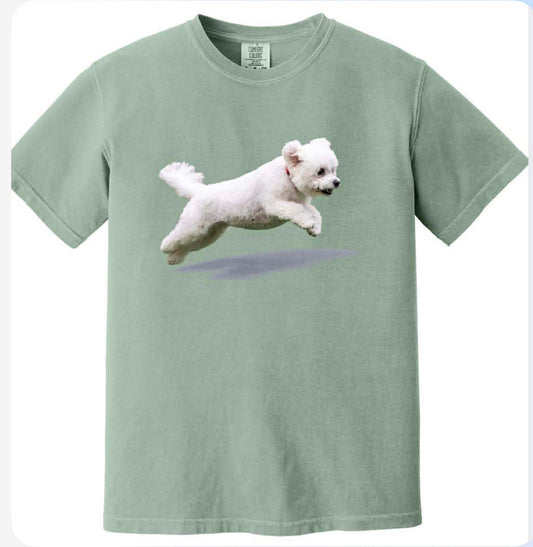 Bichon Jumping